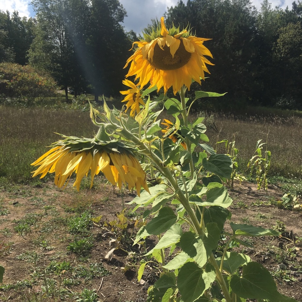 Meet your Posher, Autumn